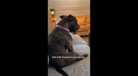 Dog struggles to squeak toy, confused by owner’s laughter in Bergen, Norway