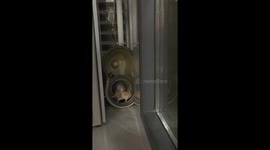 Hamster running and spinning inside mop bucket in Jiangxi, China