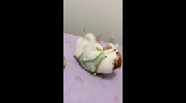 Cat in avocado outfit somersaults off bed in Hubei, China