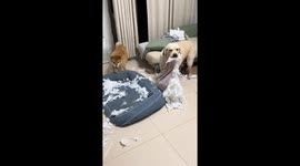 Naughty dogs tear up pillows in Guangdong, China