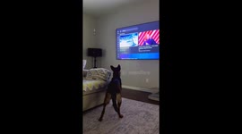 German Shepherd reacts to changing videos on TV in Raleigh, North Carolina, USA
