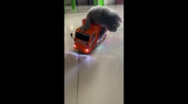 Adorable kitten enjoys ride on moving toy truck in Sumatra, Indonesia