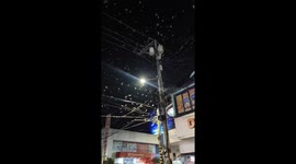 Flying termites swarm after earthquake in Ormoc, Leyte, Philippines