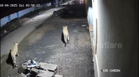Two Lionesses Roam Through Rajula Village Market in Amreli, Stir Panic Among Locals