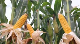 China: Autumn harvest delivers bumper yields, rising incomes for farmers across China