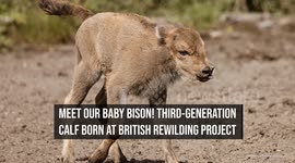 Third-Generation Calf Born At British Rewilding Project