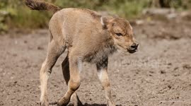 UNCAPTIONED: Meet Our Baby Bison! Third-Generation Calf Born At British Rewilding Project