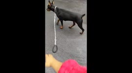 Smart dog picks up dropped leash and gives it back to owner in Henan, China