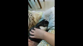 Rabbit startled by sudden noise while resting beside owner in Shanxi, China