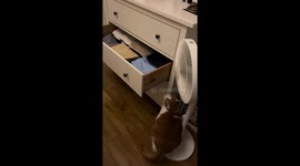 Chubby cat hilariously fails to climb into cabinet in Hubei, China