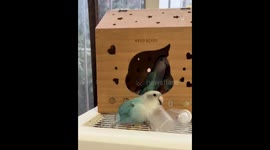 Playful lovebird frees itself from plastic cup in Yunnan, China