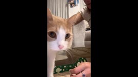 Cat Learns To Scratch By Copying Owner