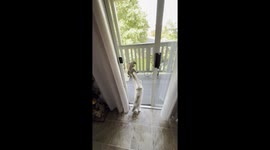 Kitten and Squirrel Play Through Screen Door