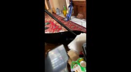 Greyhound Harmonizes With Piano