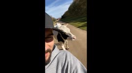 Befriending a Runaway Cow