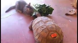 Kitten and Tortoise Share Snacks Through Life