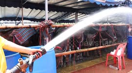 Thailand: Buffalo racing festival held in Thailand’s Chonburi