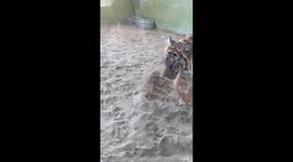 Sumatran Tiger Sprays New Enclosure