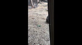 Cartwheeling baby gorilla delights tourists at Canadian zoo