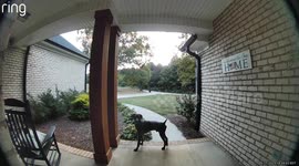 'Can he come out?' Neighbour's dog 'knocks' on door to play with friend
