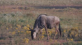 Wildebeest Up Close: Wildlife Filmed from a Moving Vehicle And Delivered in 4K/SDR