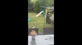 Cat and Fox Play Tag in Backyard