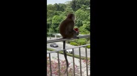 Chill monkey eats snacks on overhead bridge in Singapore