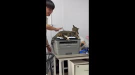 Cheeky kitten enjoys playful butt pats while perched on printer