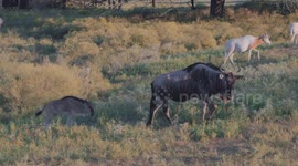 Amazing Closeup Shot Of Wildebeast And Calf Moving Across A Small Plain in 4K/SDR