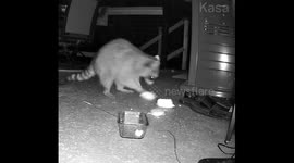 Raccoon Overjoyed with Bread
