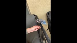 Fledgling Blue Jay Befriends Woman
