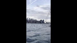 Deer Spotted Swimming Outside NYC