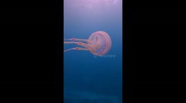 Tiny Fish Inside a Jellyfish