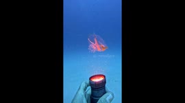 Transparent Sea Salp
