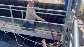 US: Young Bull Moose Rescued From Canal In Colorado