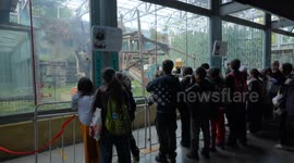 China: Two giant pandas in Beijing zoo meet public on Mid-Autumn Festival