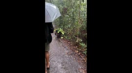Orangutan shelters from rain with his own umbrella made from leaves