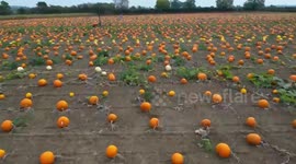 Incredible pictures show 40,000 pumpkins ready to be picked for Halloween
