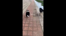 Dog accidentally slips into the river during a walk in Shandong, China