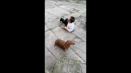 Dachshunds try to comfort a crying child in Sichuan, China