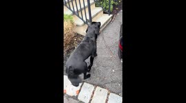 Labrador Retriever climbs narrow stairs with stick in Middletown, New Jersey, USA