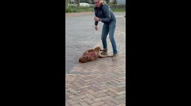 Stubborn rescue dog refuses to leave after an outing in Stellenbosch, South Africa
