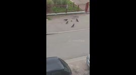 Feral pigeons surround and attack a mouse in Woippy, France