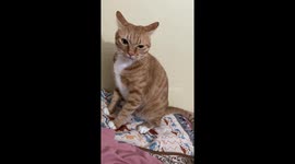Mischievous Domestic Shorthair cat attacks camera in Guangxi, China