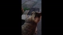 Tabby cat startled while grooming in Fujian, China
