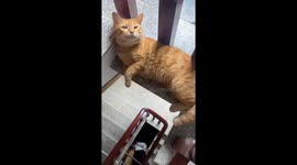 Tabby cat nearly falls while lounging on stairs in Zhejiang, China