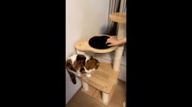 Adorable Bombay cat responds with cute sounds in Zhejiang, China