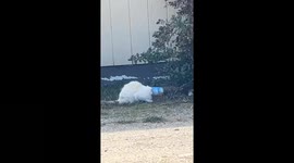 Cat rescued after getting head stuck in a can in Greenfield, California, USA