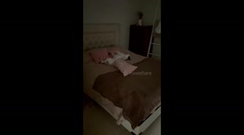 Sleeping French Bulldog wakes up surprised in Córdoba, Argentina