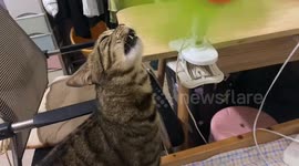 Tabby cat hilariously interacts with fan in Guangxi, China